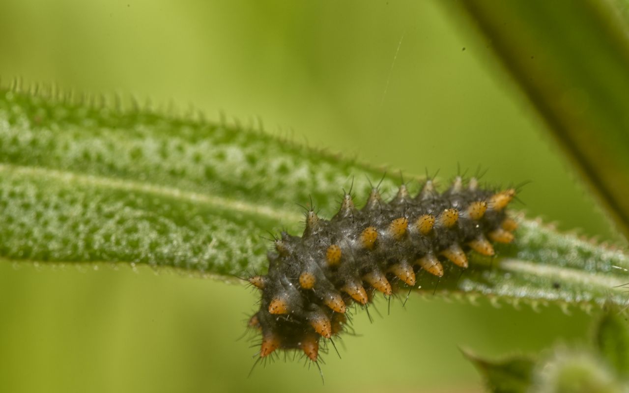 La Zerynthia cassandra